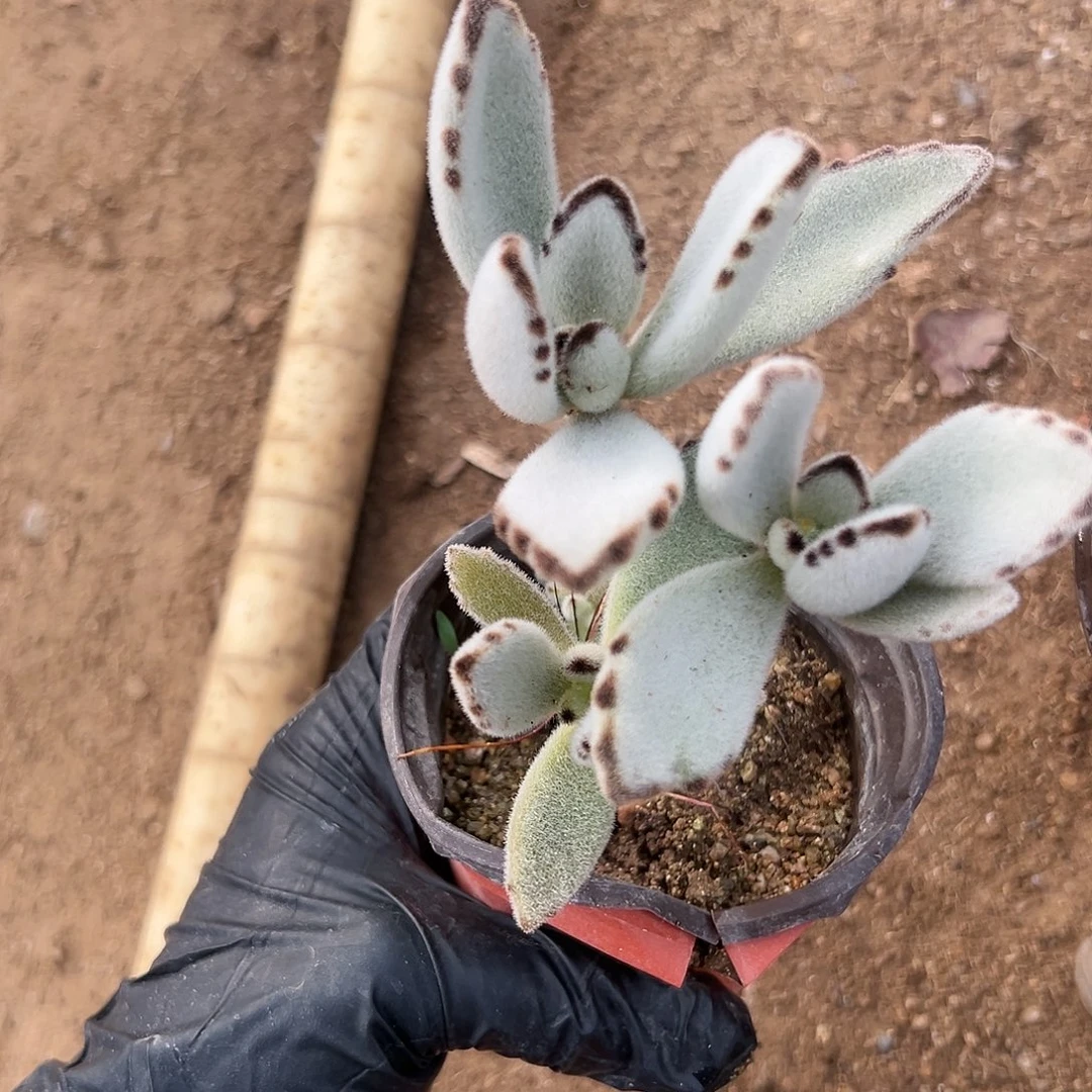 类似图健健康康咯