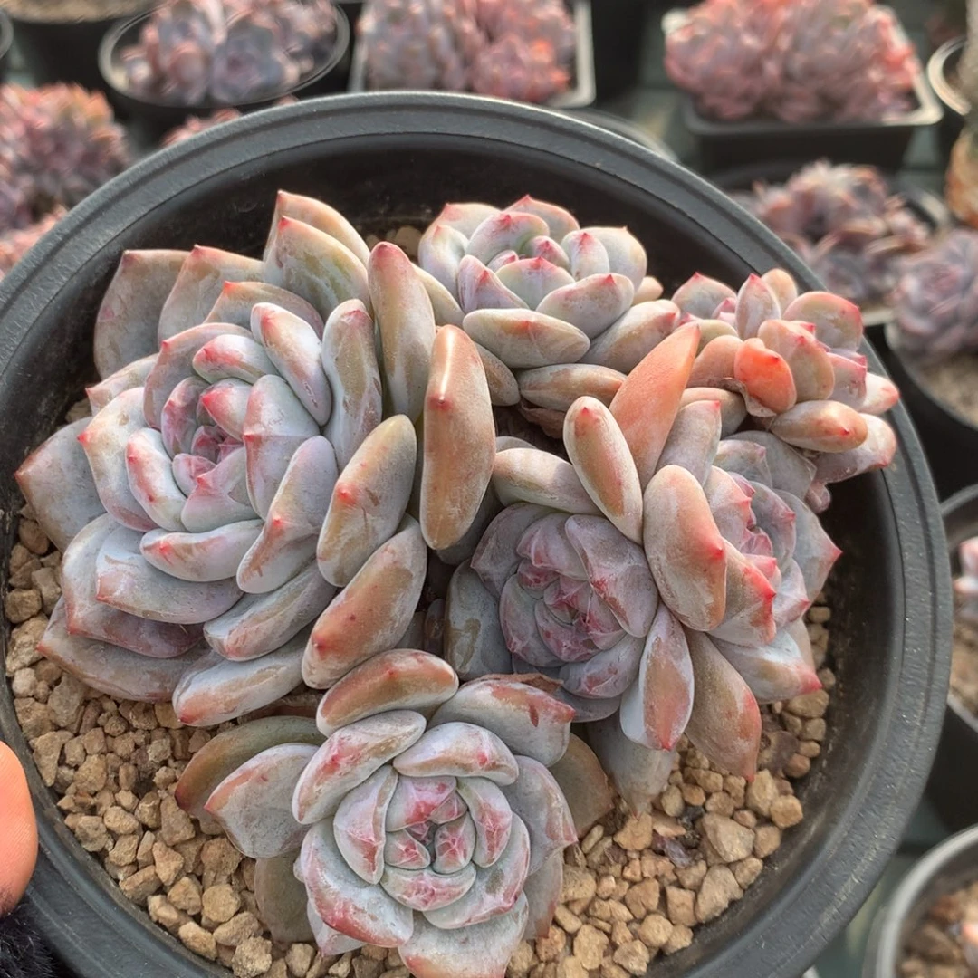 石榴籽花花花花花花花10