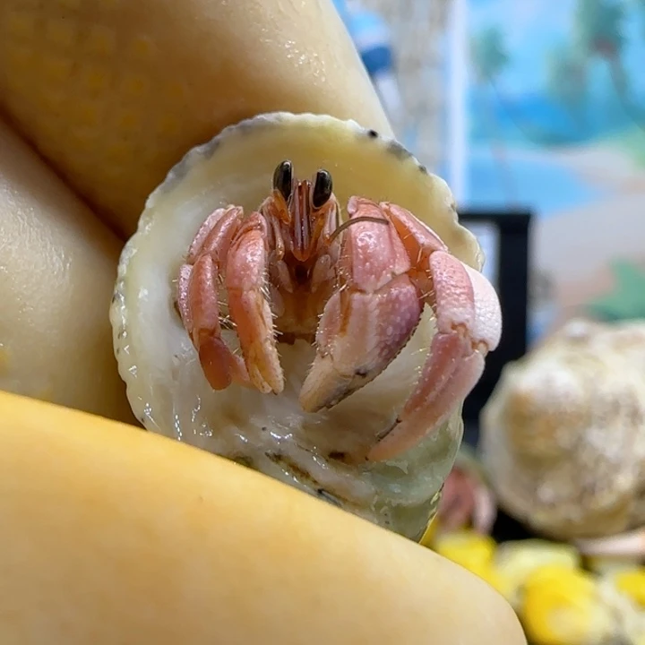 A38小粉 灰白0.8cm口径