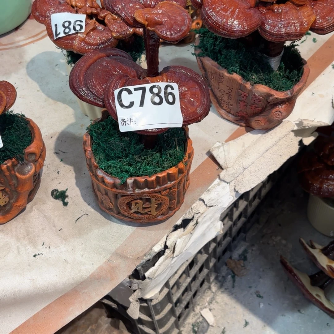 灵芝88888888888888888