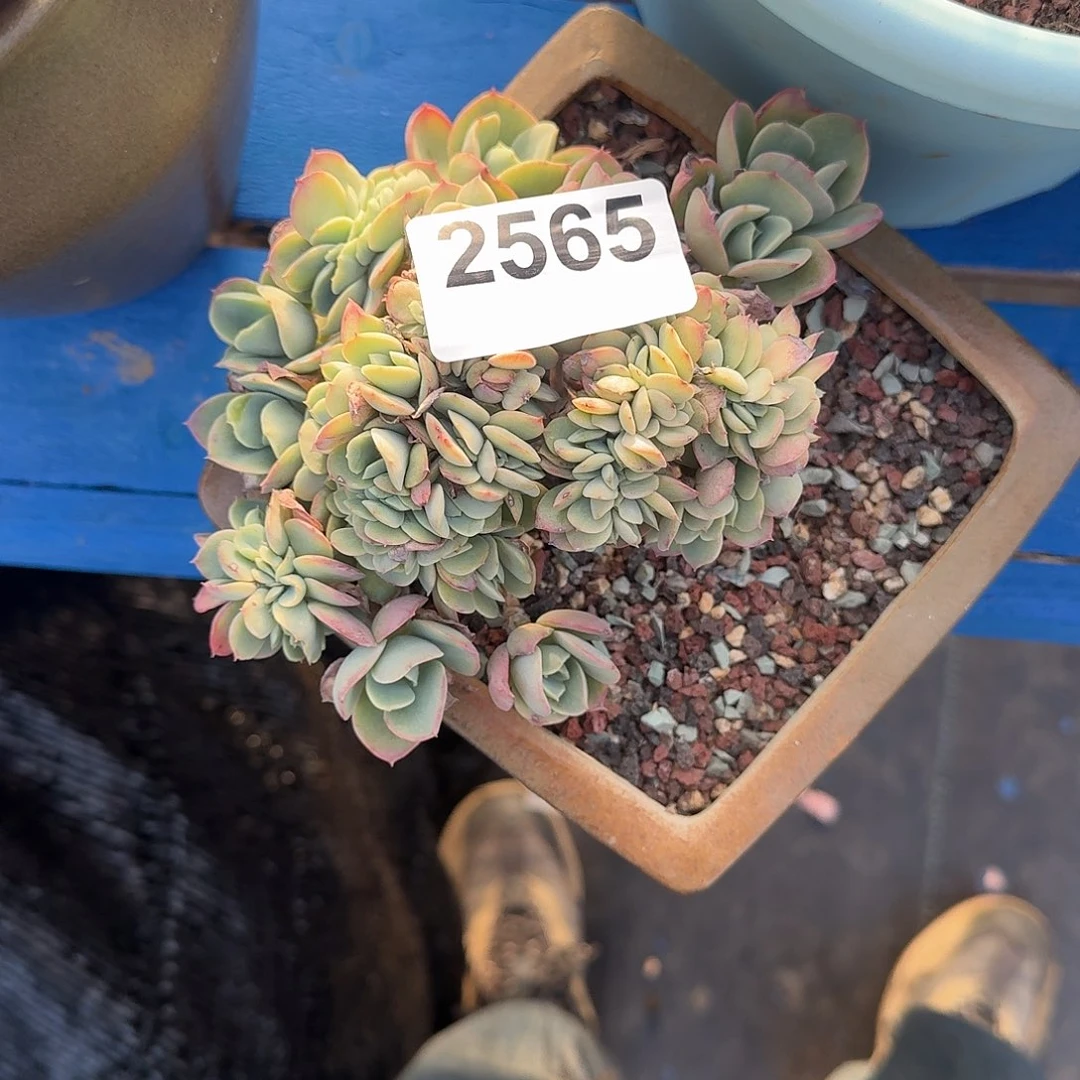 夏*31616161616161161