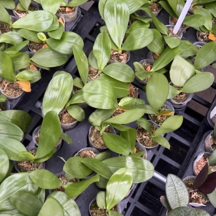 不开花植物弥陀反射王1.7