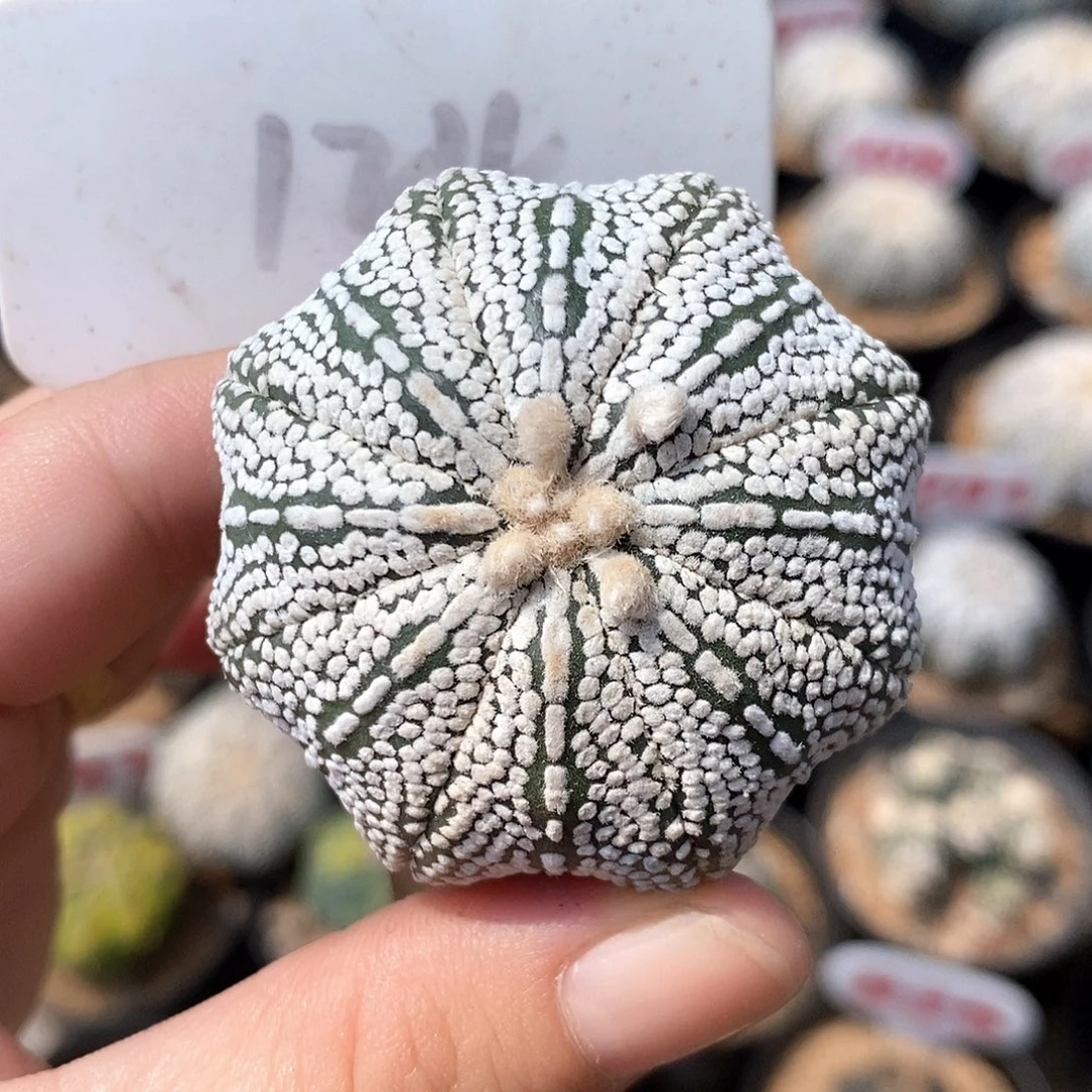 124海星奇迹兜系列产品