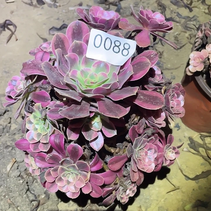 多肉植物法师88美杜莎