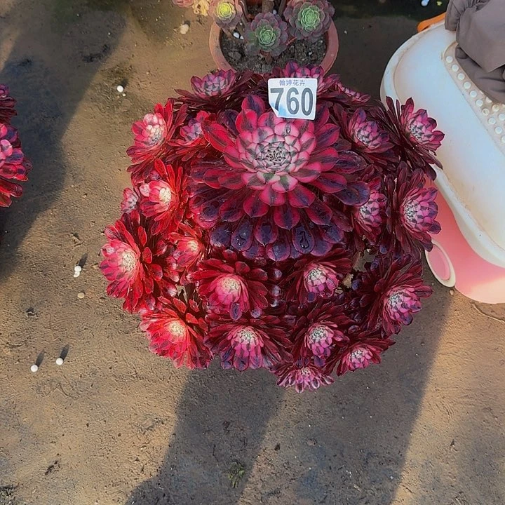 小***.0000000000000760