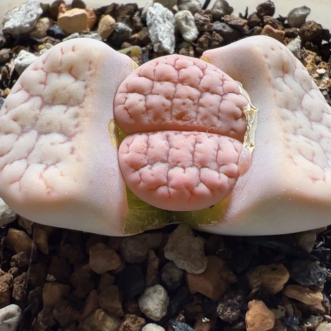 541多肉植物种类多样