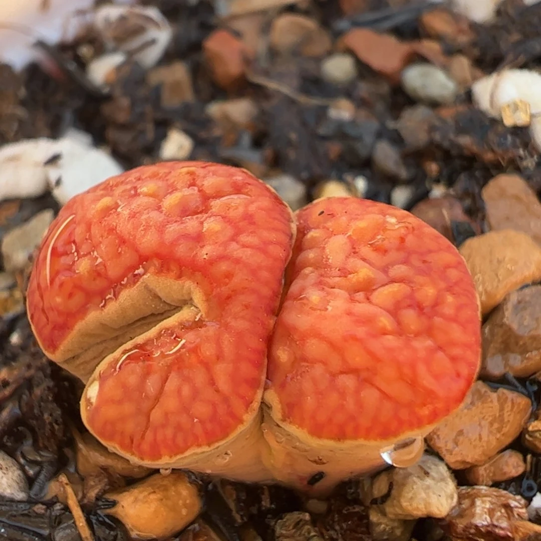 变异红窗菊多肉植物百科