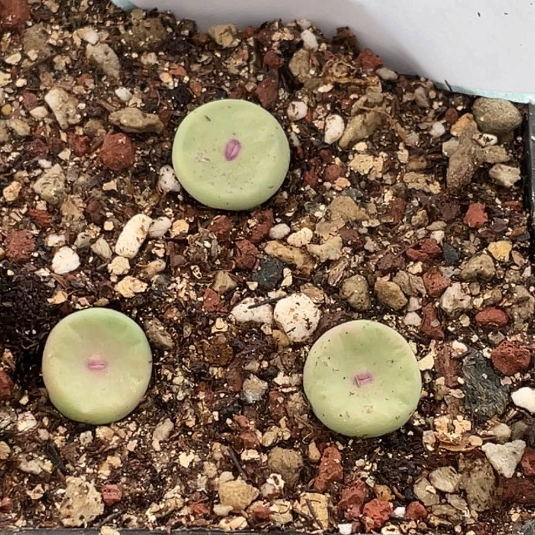 26-28嘴多肉植物肉锥
