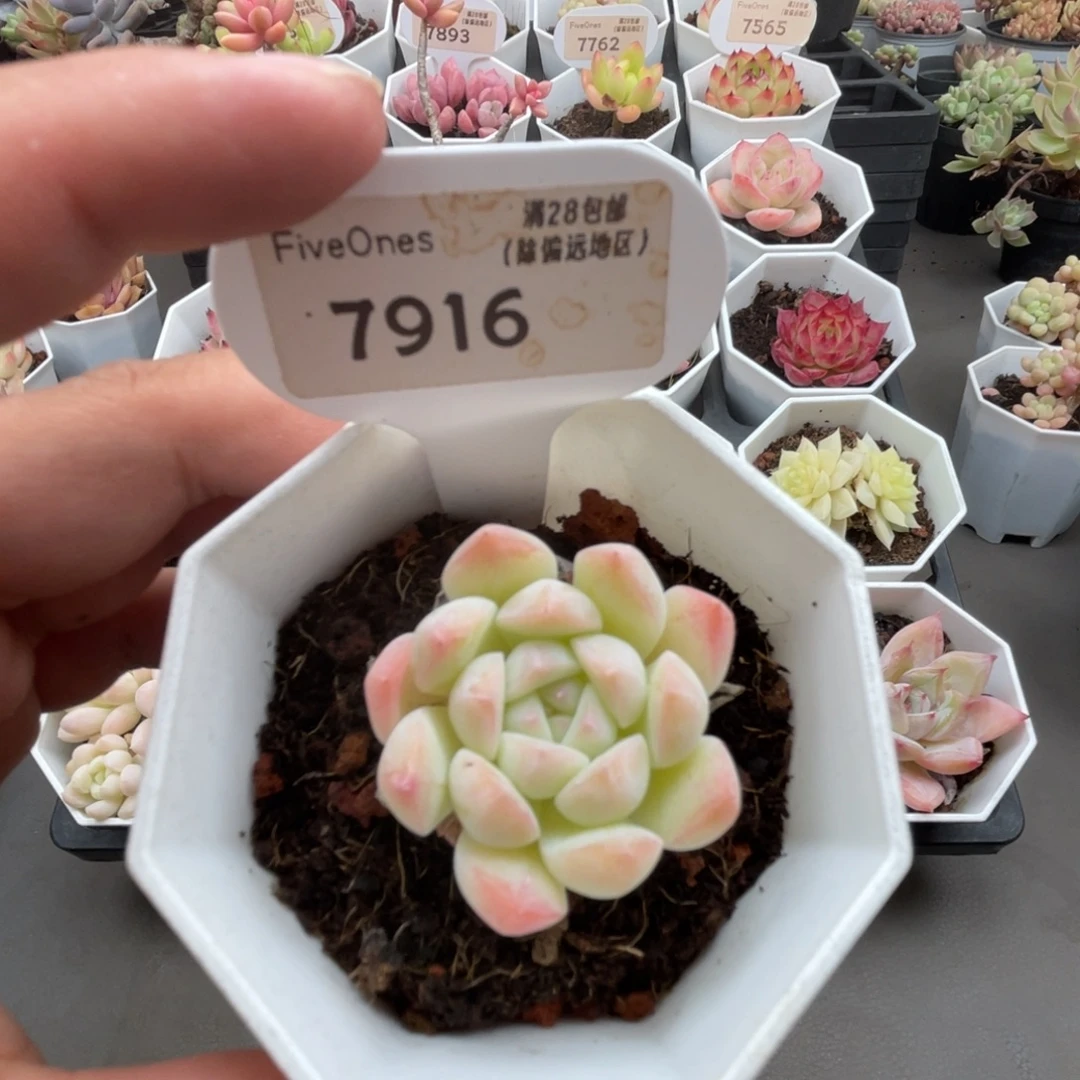 7916美梦  4.0厘米