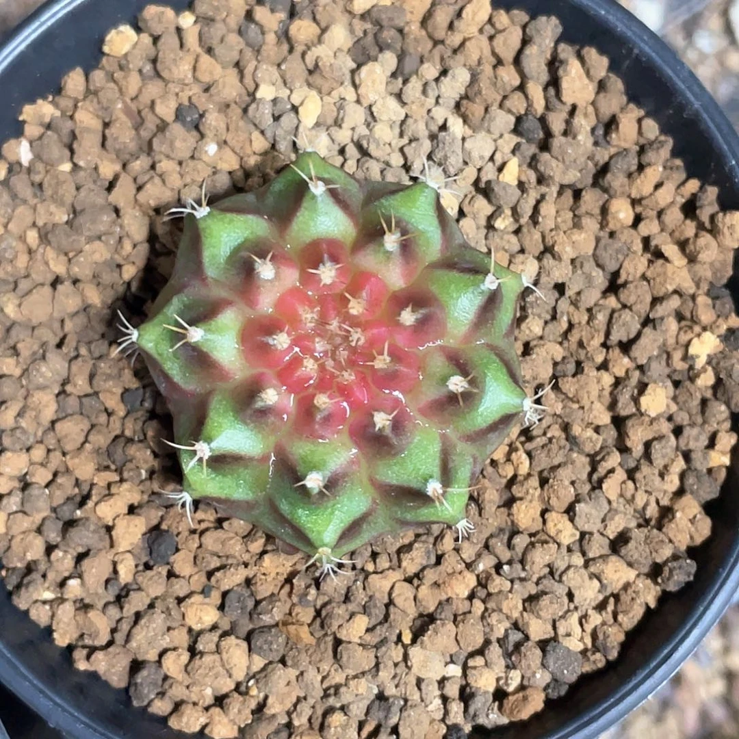 无花朵泰系实生根，轮回21