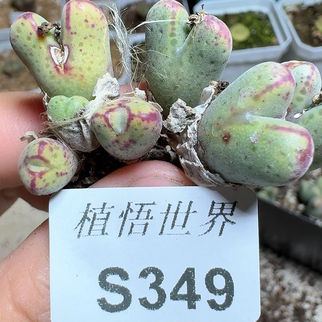 349号多肉植物哇cv