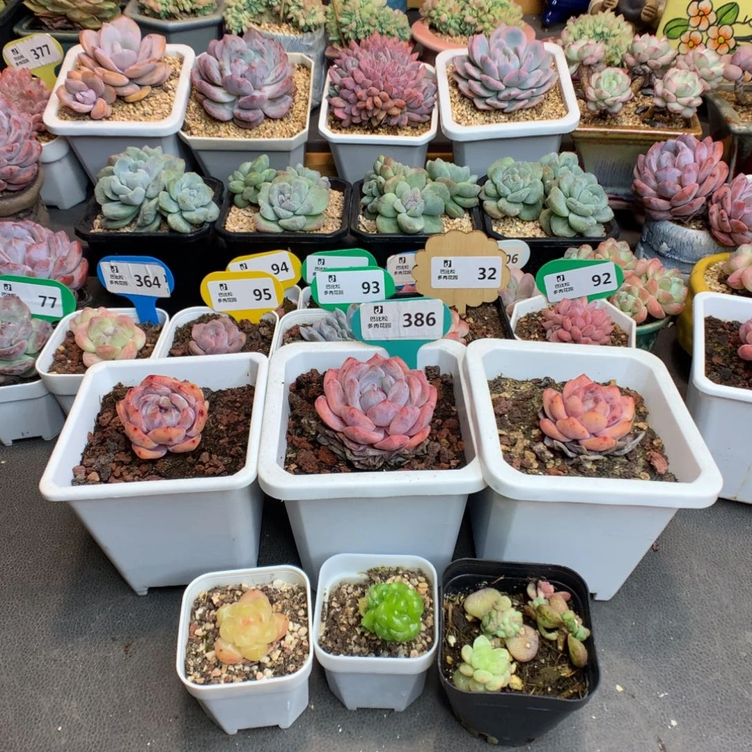 …***386六个美肉多肉植物