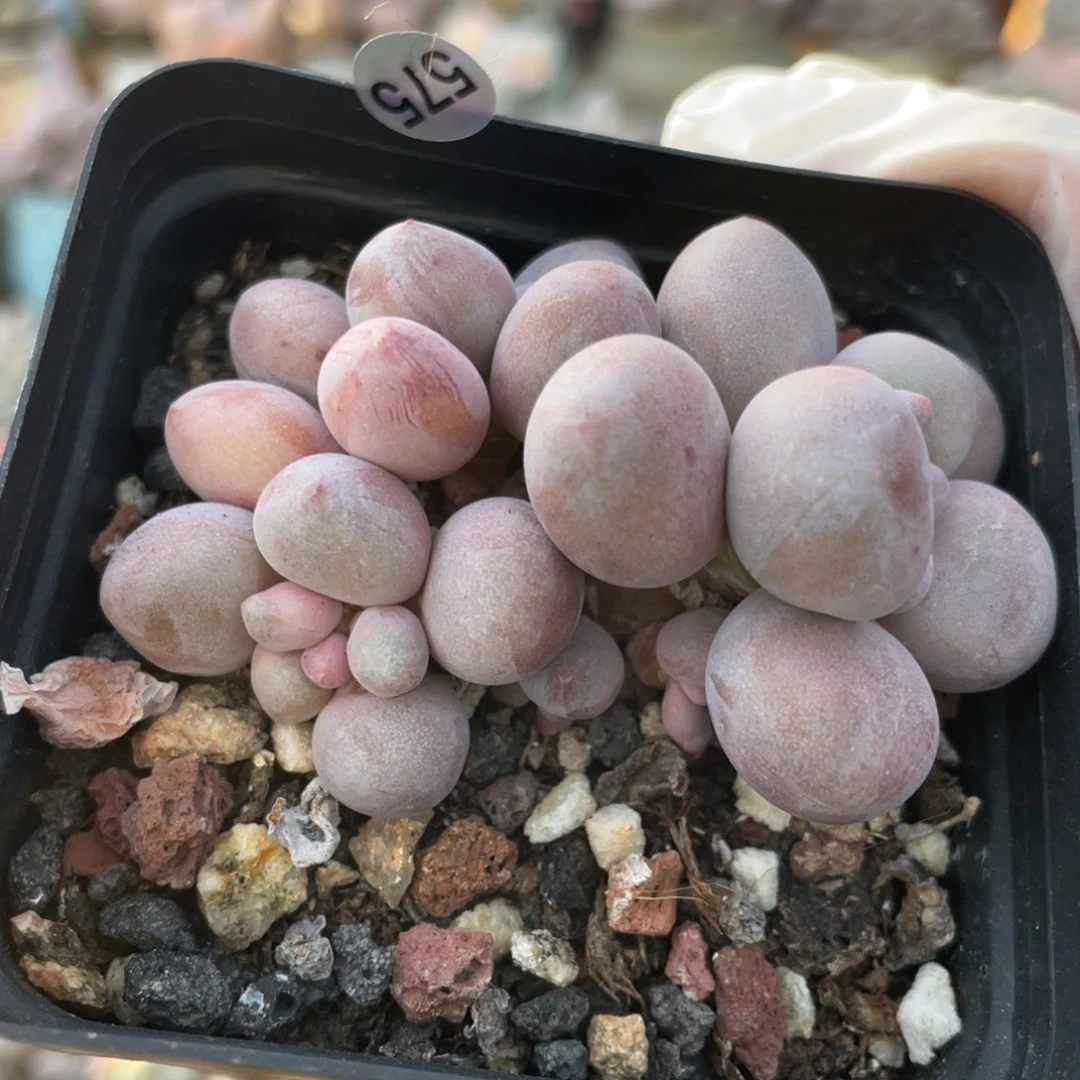 桃花奶酪575号多肉植物