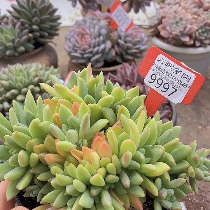 9997贵妃。