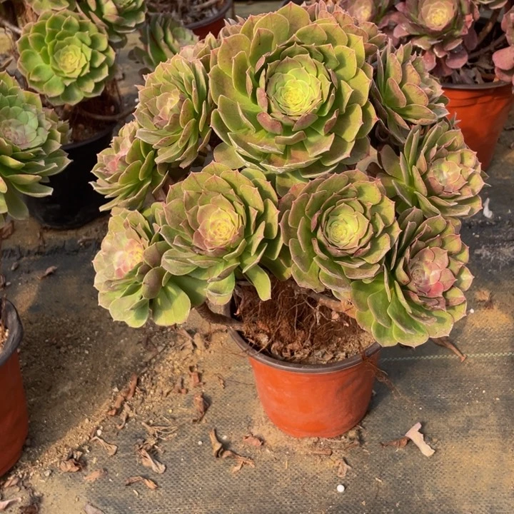 347万法师多肉断枝不售后