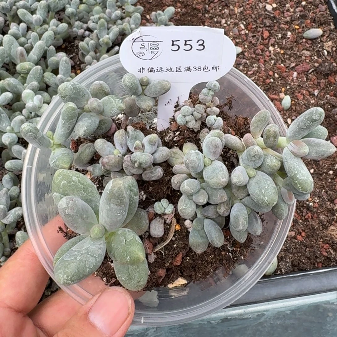 553如图云慢糖果叶插一份