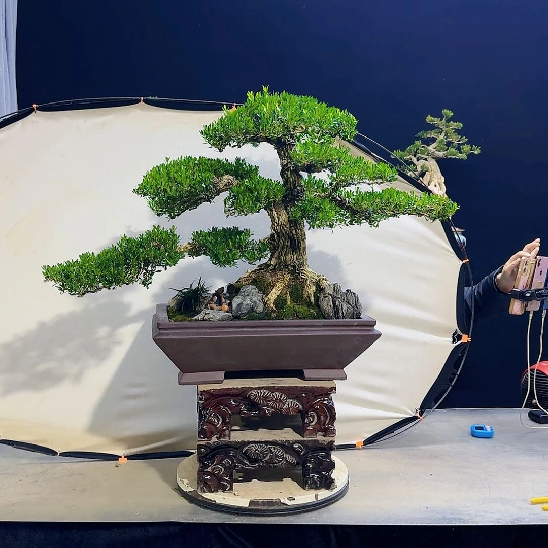 高端黄杨盆景艺术金*