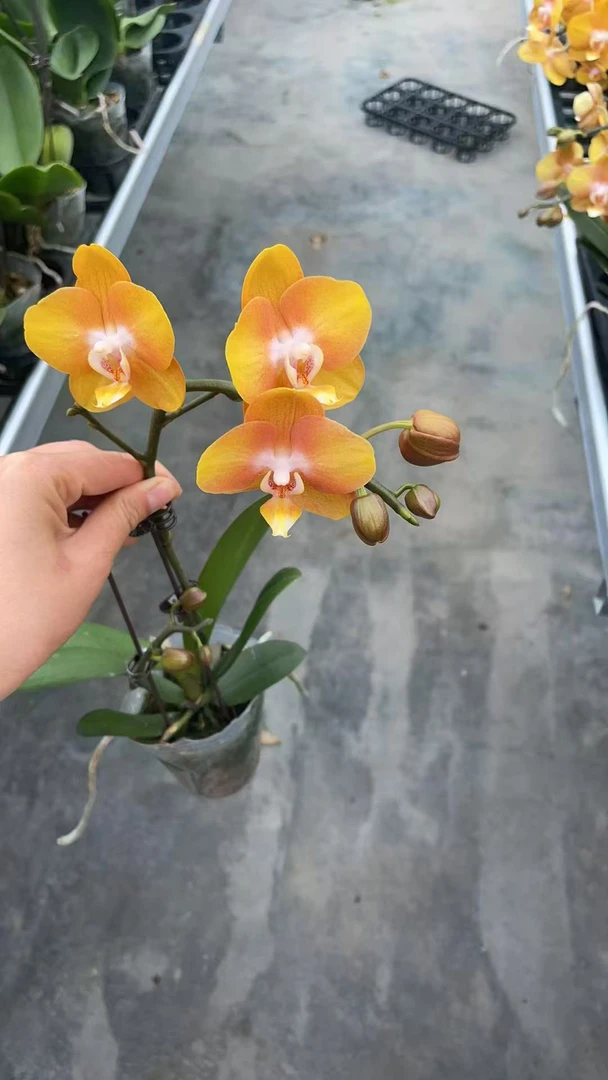 拉斯维加斯蝴蝶兰，单颗