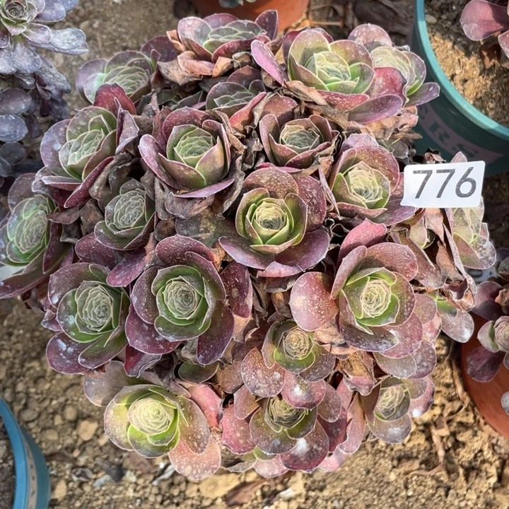 无花朵776多肉植物魅金玫瑰