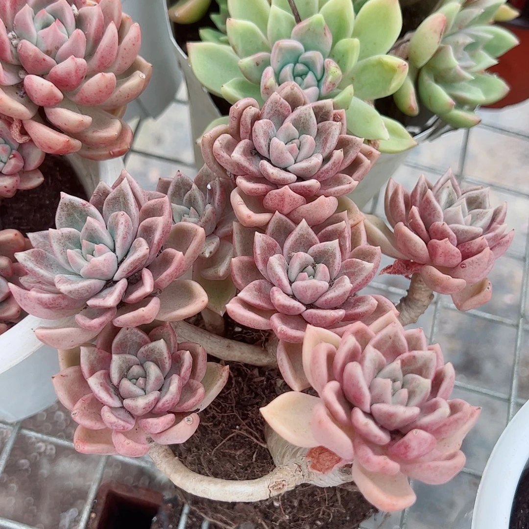绚丽璀璨多头造型精品
