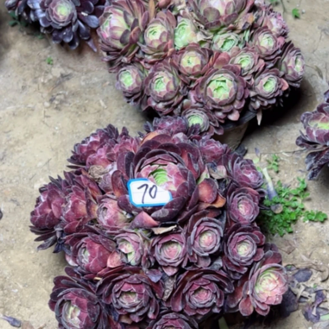 【闪购商品】多肉植物两个70