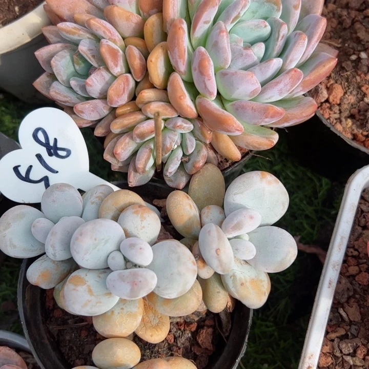 518奶酪平平安安快快乐乐