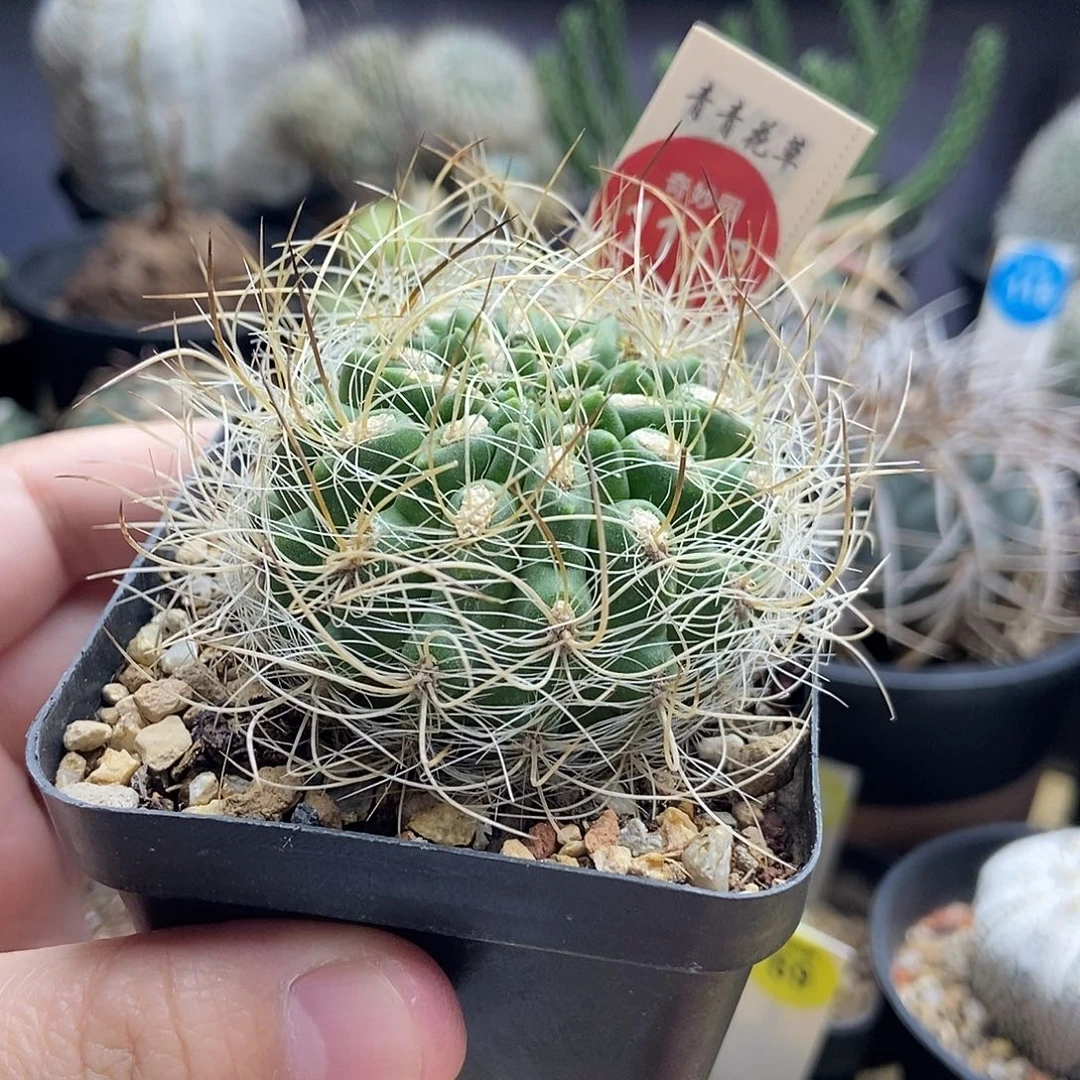 实生狂刺银翁玉5cm