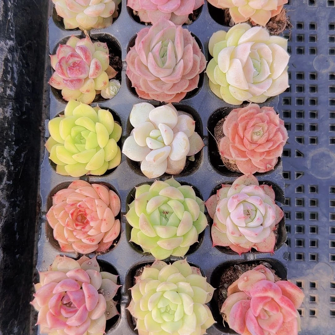 新品15颗优选量拍