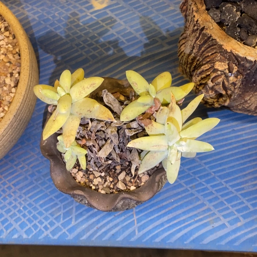 拇指多肉植物啦啦啦