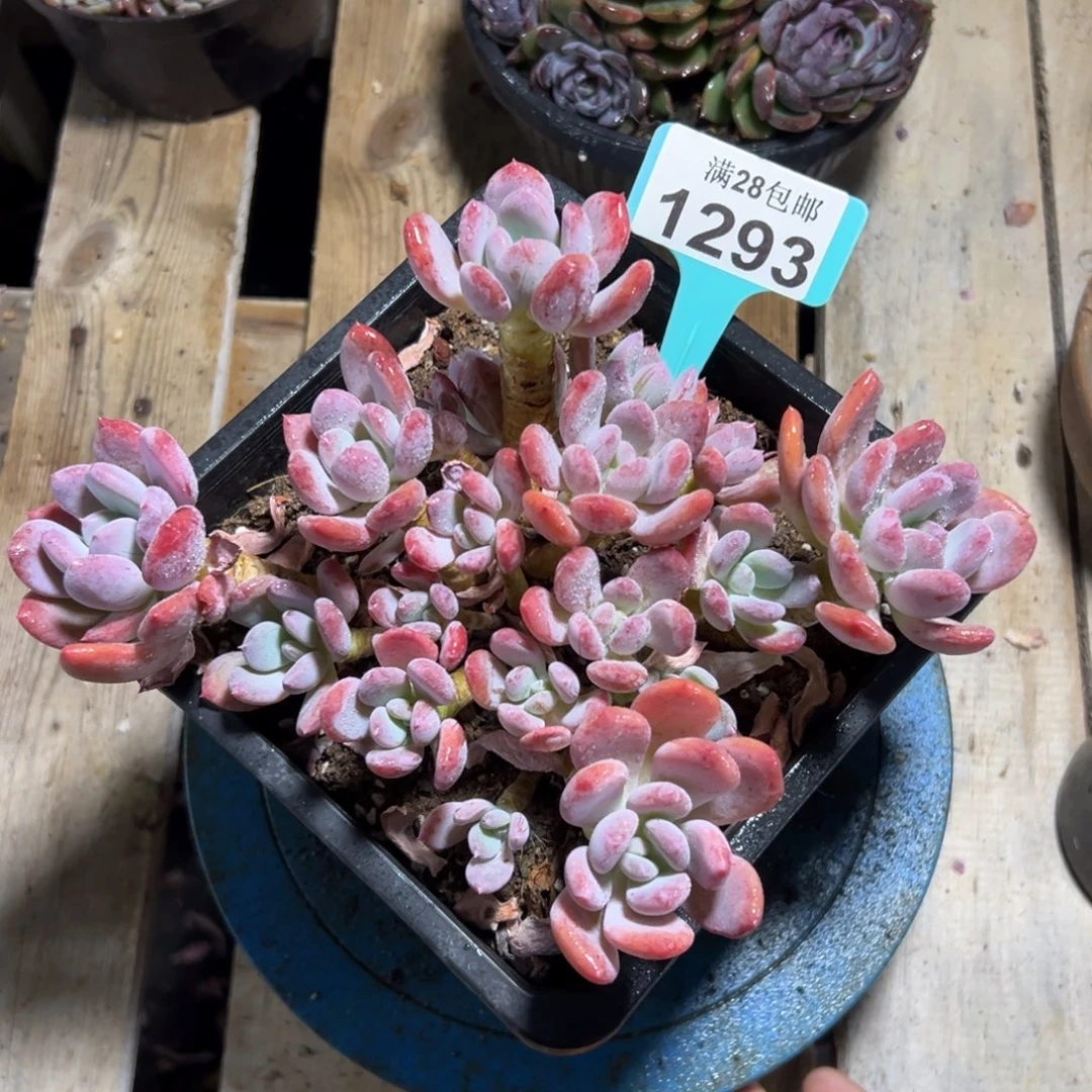 1293灰姑娘，冠服20