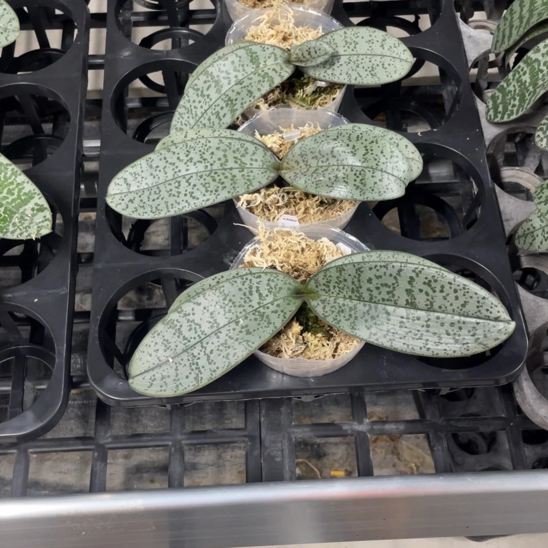 当前无花栽培后可以开花脉纹分身