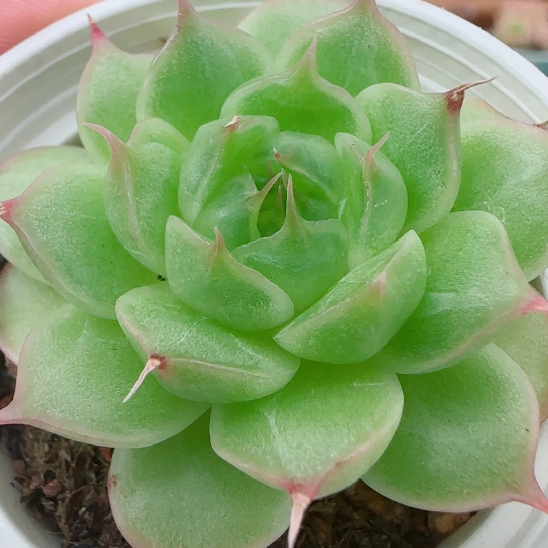 花语逸镜0925-181糖心珍妮海王