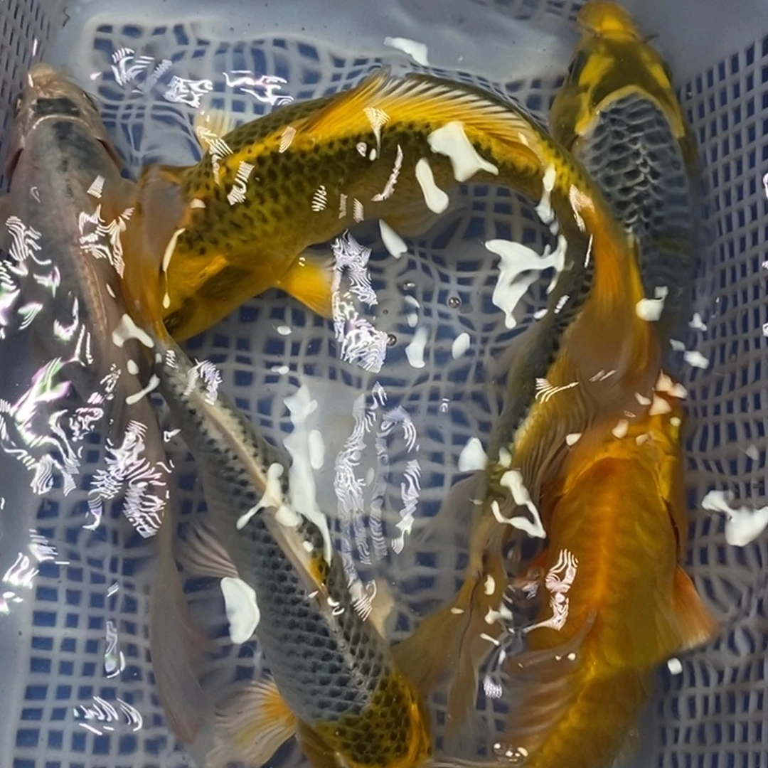 锦鲤冷水锦鲤包邮