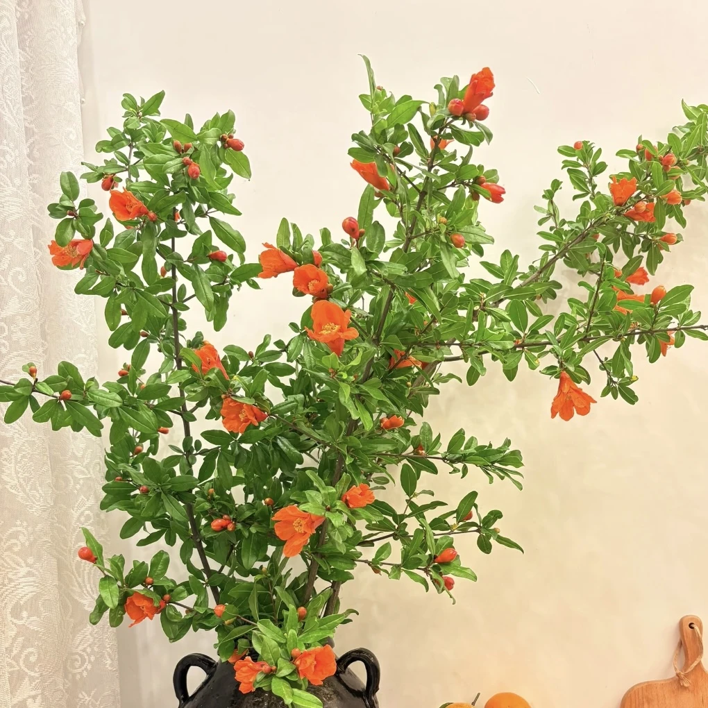 石榴苗盆栽多年生阳台庭院耐寒耐热观赏植物易养护