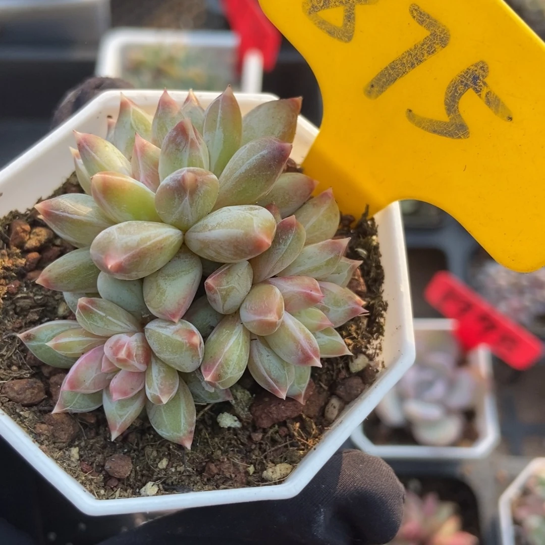 875伊丽莎白多肉植物