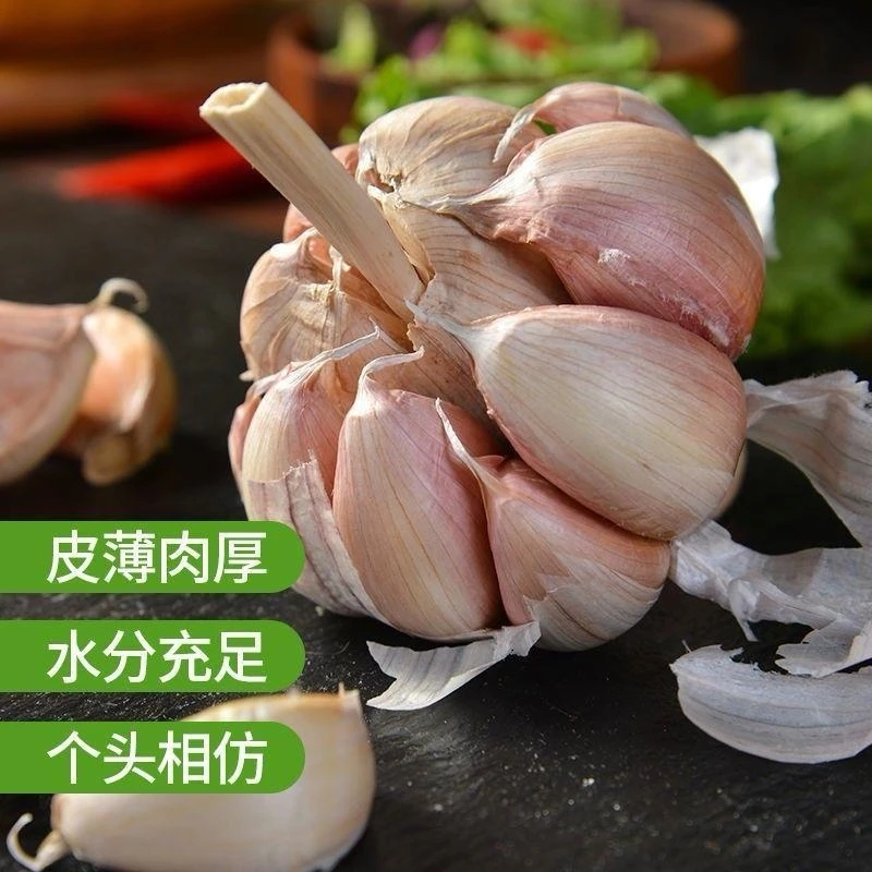 紫白皮干大蒜头辛辣提香厨房炒菜必备自种现挖今年新鲜大蒜蒜种