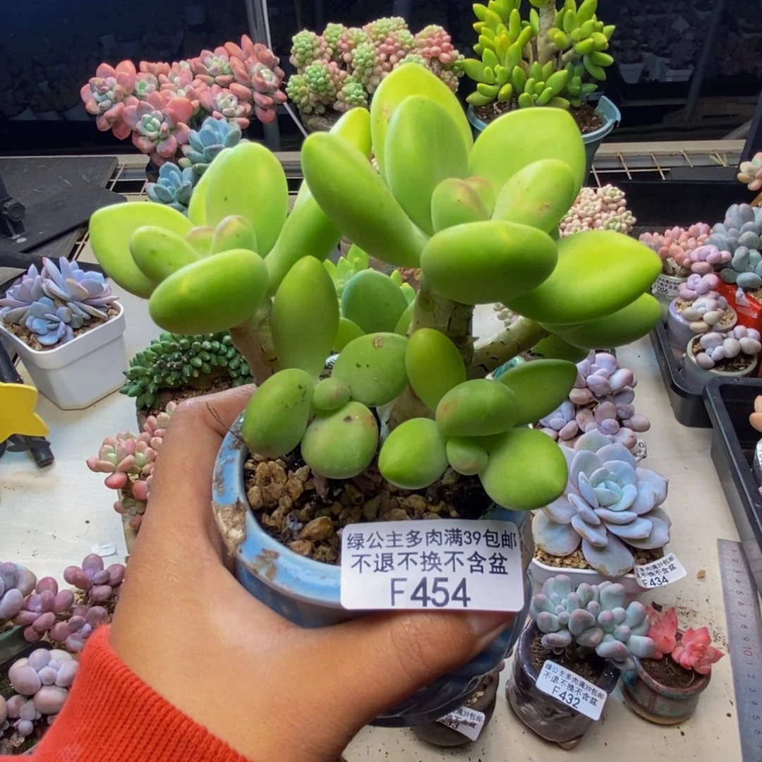454金蝉芒果奶多肉9c m