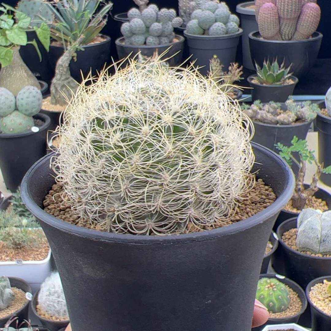 混乱玉实生6+一物一拍