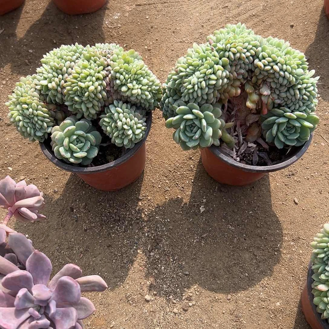 多肉植物多肉植物