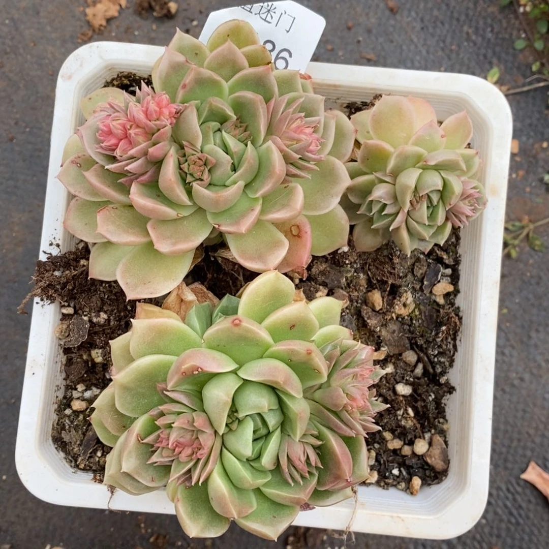 ?**虫不包整散掉头3186