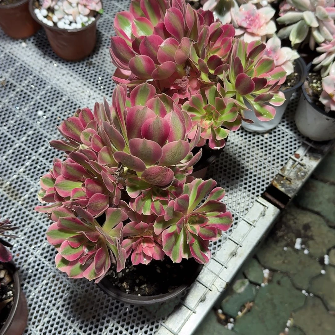 靓***姐两颗粉女巫法师多肉