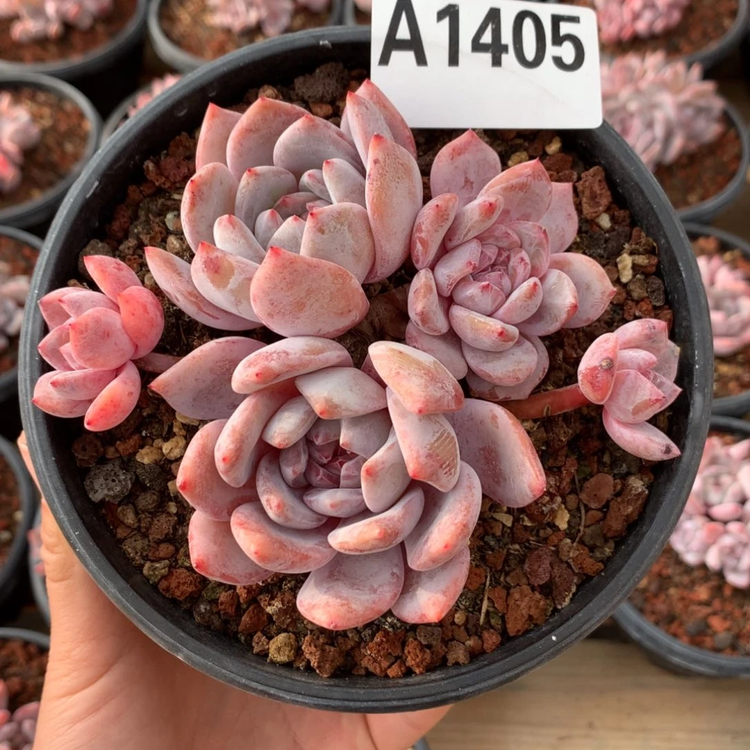 A1405 橙梦露 一头一桩小树 开播福利