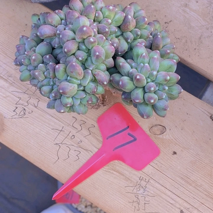 ?***?这些东西真的不是什么