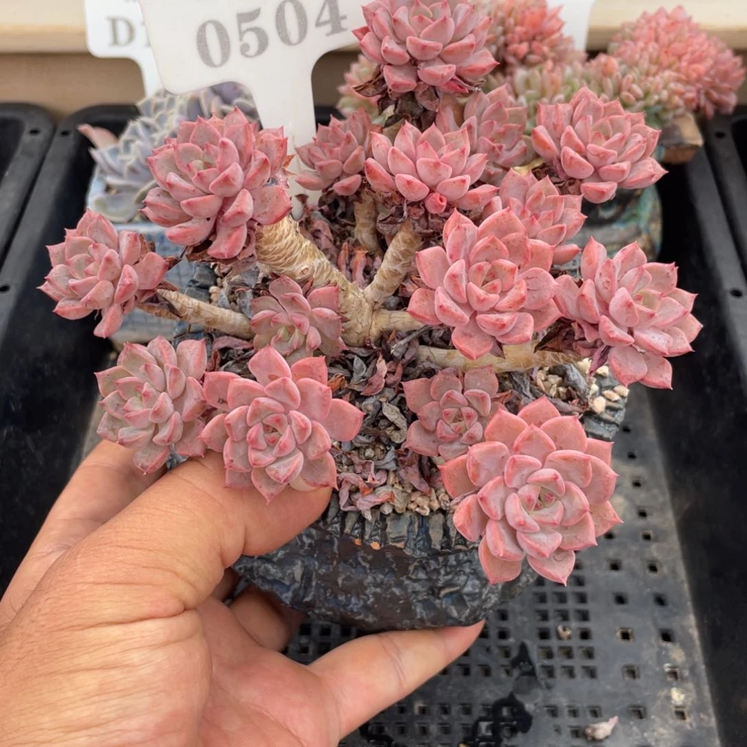 0504粉布偶不带盆15厘米