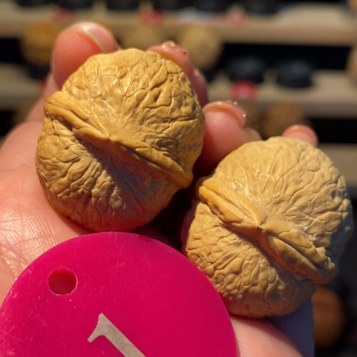 木质类小龙珠32尺寸，开播福利