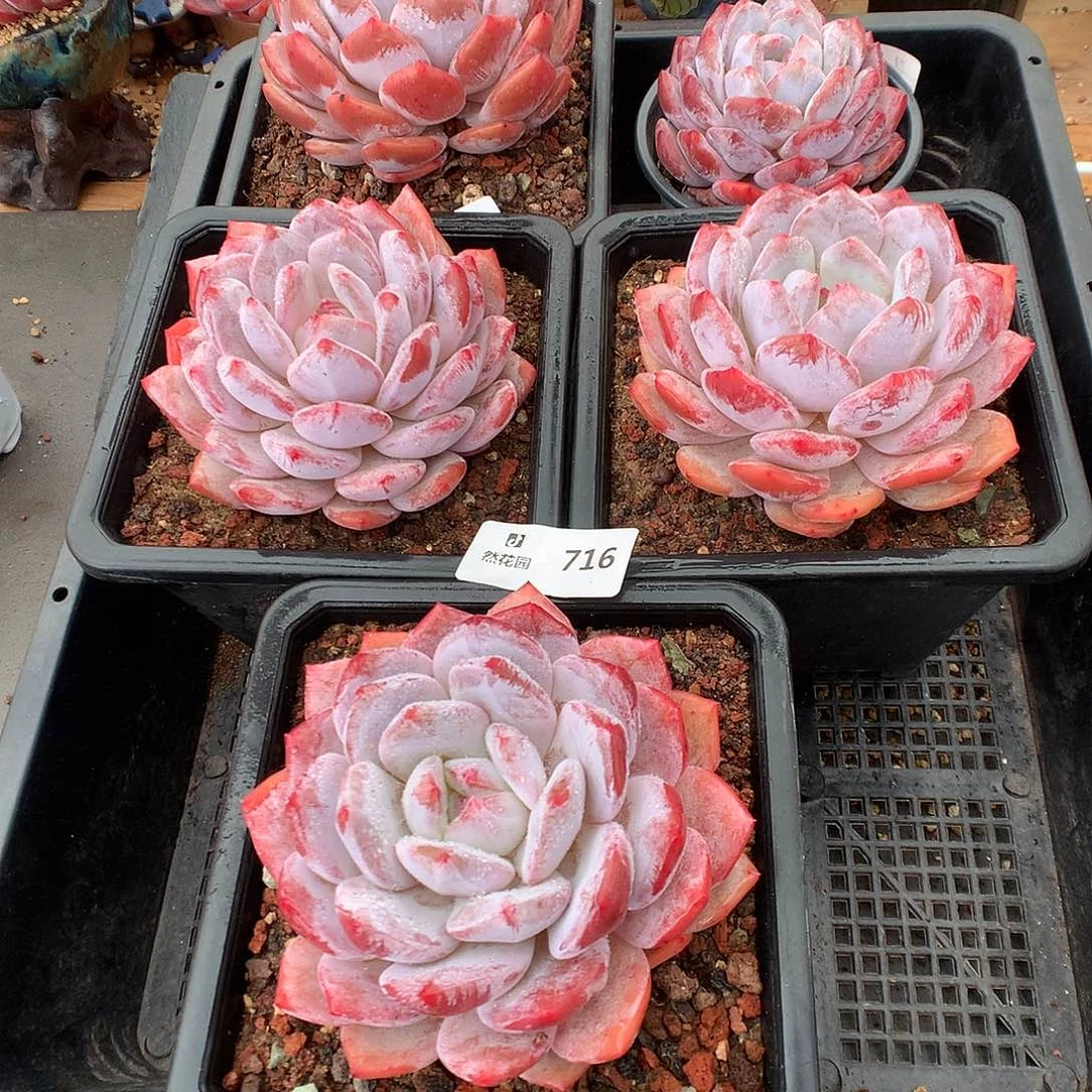 716星橙多肉植物6666