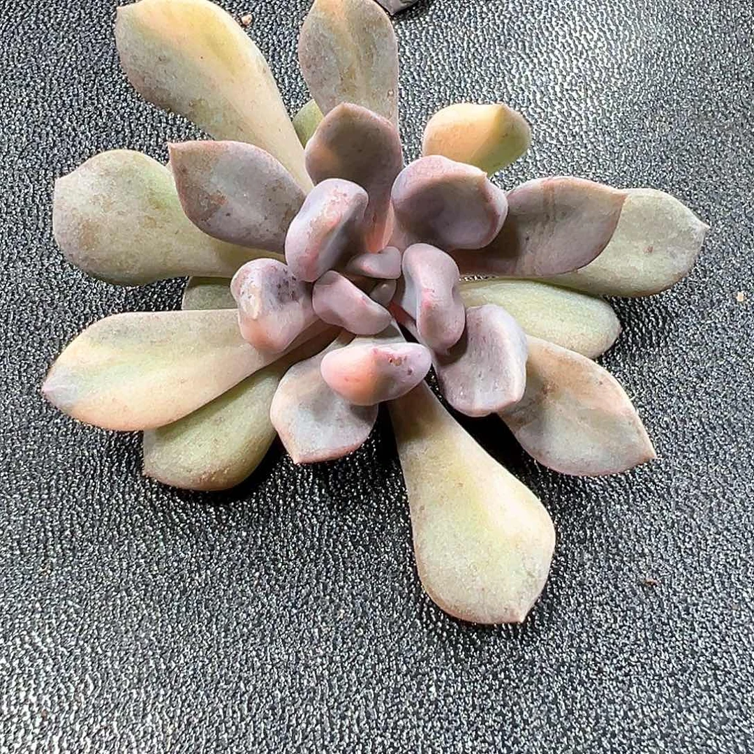 丘比特锦 小方花圃一物一拍