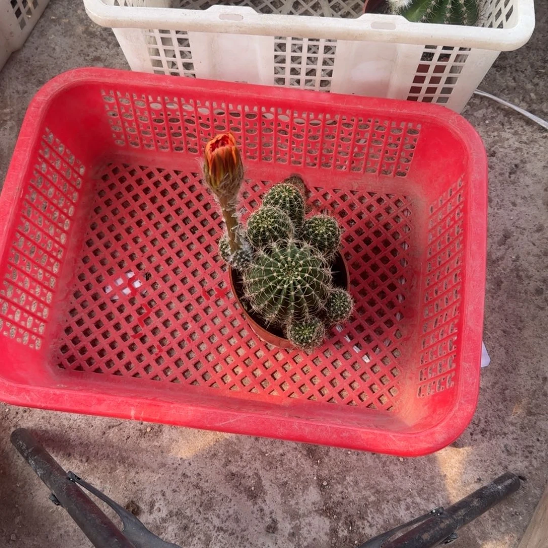 爱***人无花朵彩草哈哈哈哈哈哈哈