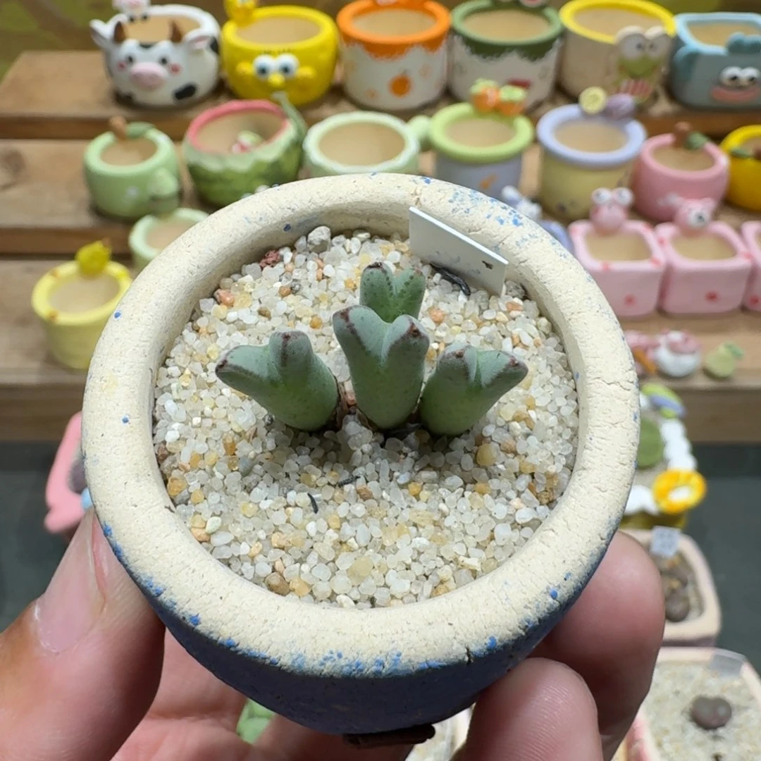 蘑菇1294猪蹄多肉植物