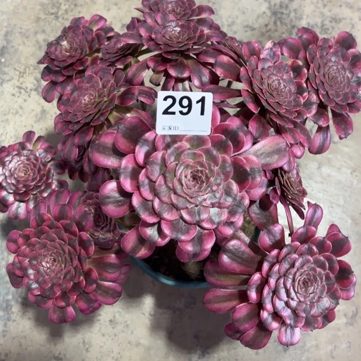 291月婵妖庄有断枝处理